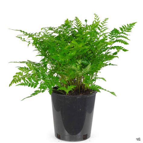 Leatherleaf Fern — Green Acres Nursery & Supply