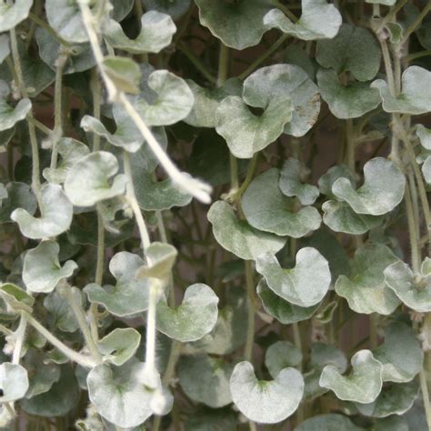 Dichondra (Silver Falls) | Flowers - Annuals | Scheeringa Farm