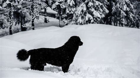 Kashmir Snowfall: Mesmerising Images Of The White-Covered Valley