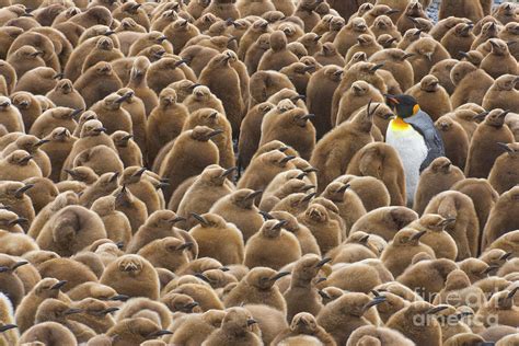 King Penguin In Creche Photograph by Yva Momatiuk John Eastcott - Fine ...