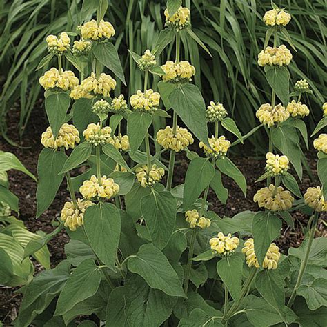 Phlomis - FineGardening