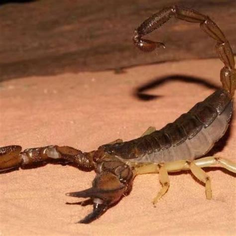 Hottentotta tamulus - Indian Red scorpion for sale - HappyForestStore