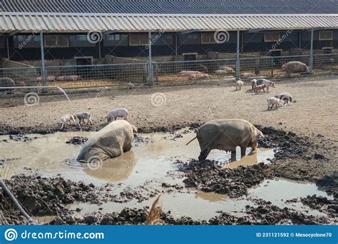 Pigs Take a Mud Bath on a Pig Farm Stock Photo - Image of environment, farm: 231121592