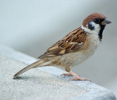 INNLIVE NEWS - INDIA NEWS GROUP: FORGOTTEN BIRD: INDIAN SPARROW ...