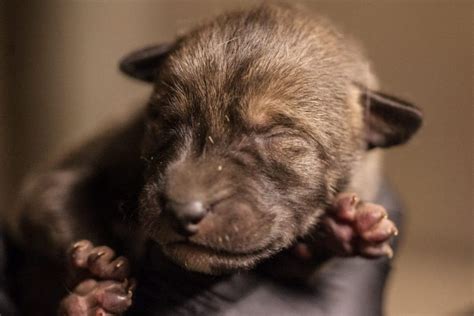 Red wolf pups 'on the brink of extinction' born at Lincoln Park Zoo ...