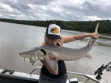 North Saskatchewan River. Lake sturgeon. : r/Fishing