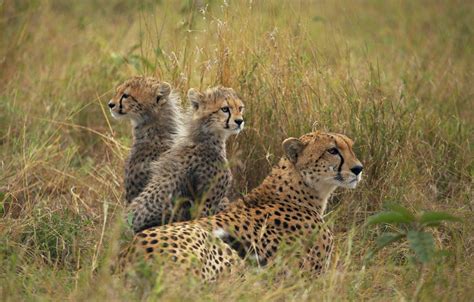 Wallpaper field, grass, kittens, Cheetah, cubs, mother, cheetahs images for desktop, section ...