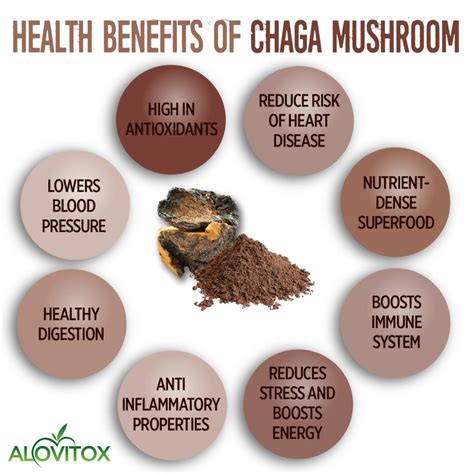 Chaga Mushroom Powder | Ekowarehouse