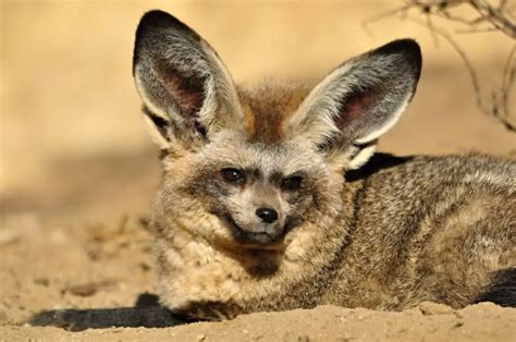 Bat Eared Fox Facts | Anatomy, Diet, Habitat, Behavior - Animals Time