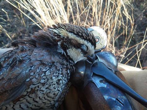 Bobwhite quail and a nice SxS 12ga. | Upland bird hunting, Duck hunting, Quail hunting