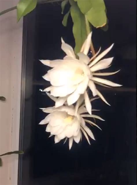 Queen Of The Night Flowers Blooming In A Time-Lapse Video