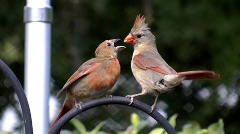 Cardinal Bird Wallpaper (52+ pictures) - WallpaperSet