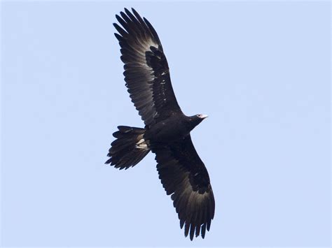 Wedge-tailed Eagle - eBird