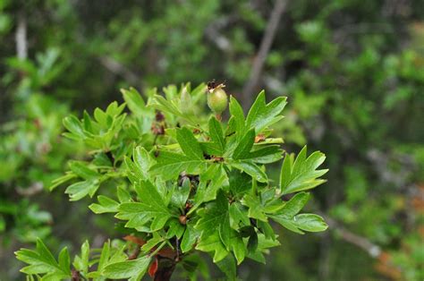 Hawthorn Facts and Health Benefits