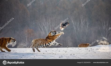 Siberian Tiger Hunting Prey