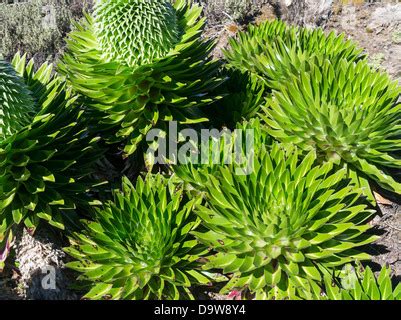 Giant Lobelia (Lobelia deckenii) in the Mt. Kenya National Park with giant groundsel ...