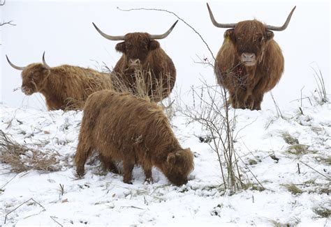 Una settimana di neve in tutto il mondo - Il Post