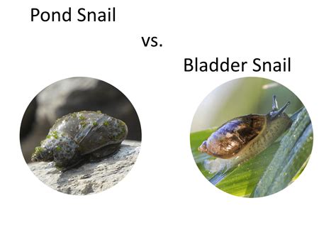 Pond Snail vs Bladder Snail - Which Is Which And Which One Is Better?