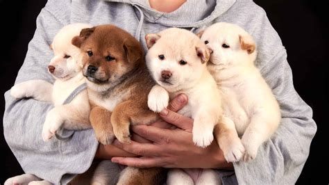 Shiba Inu Mix Pictures - AZ Animals