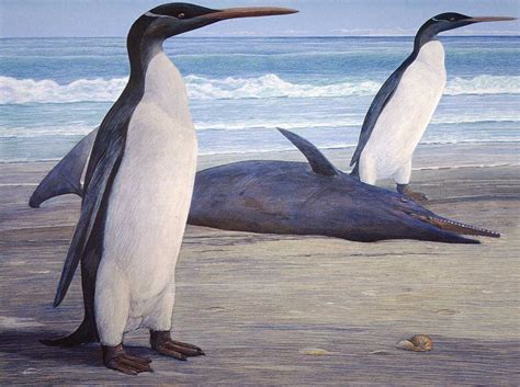 Kairuku, the giant penguin - Archaeology Wiki