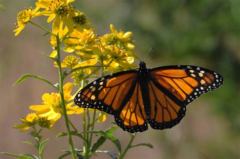 Death of a dynasty: west North America lost over 95% of its monarch butterflies in 35 years