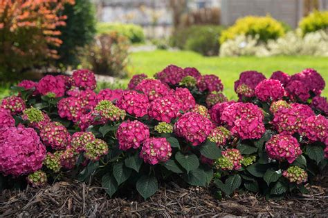 12 Stunning Hydrangea Varieties You Need to Know About