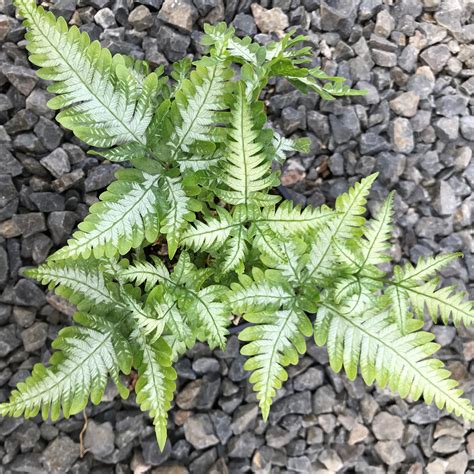 Pteris argyraea - Silver Brake Fern (4.5" Pot) | Little Prince To Go