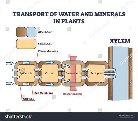 Apoplast and Symplast Pathway - 88Guru