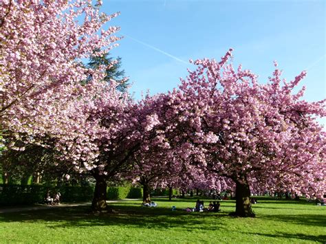 Cerisiers_en_fleurs_au_parc_de_Sceaux - Terra Lawn Care Specialists