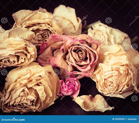 Faded roses stock image. Image of life, background, flower - 59599907