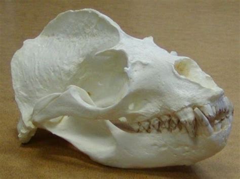 Male California Sea Lion Skull Replica - Animal Skull Replica | Animal skulls, Skull, Sea