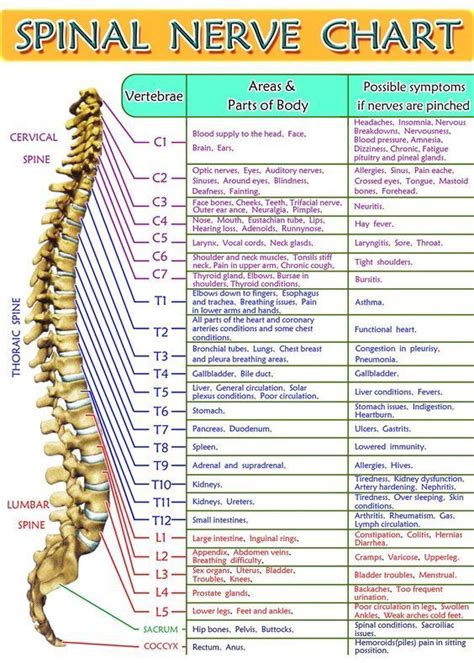 Spinal Nerve Chart #medschool #doctor #medicalstudent - Image Credits: Mungfali Spinal Nerves ...