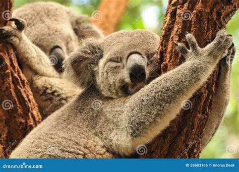 Sleeping Koalas Royalty Free Stock Image - Image: 28603186