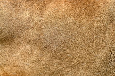 Real lion skin texture stock photo containing lion and skin | Animal ...