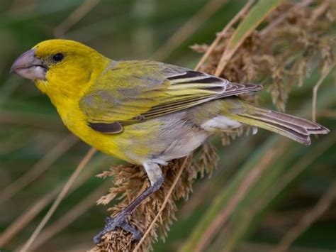 Laysan Finch, Telespiza cantans, one of 4 re-maining species of finch ...