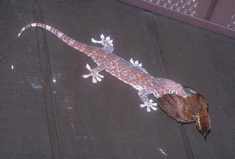 Tokay Gecko - Gekko gecko - Carnivora