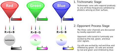 Color Cones in Eyes - FletchertaroHunter