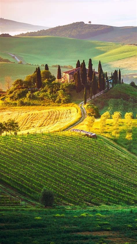 Tuscany vineyard wallpaper - backiee