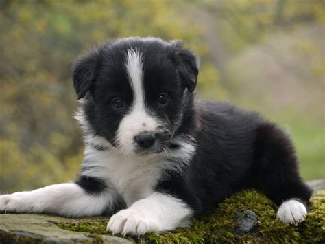 Pin on Border Collie