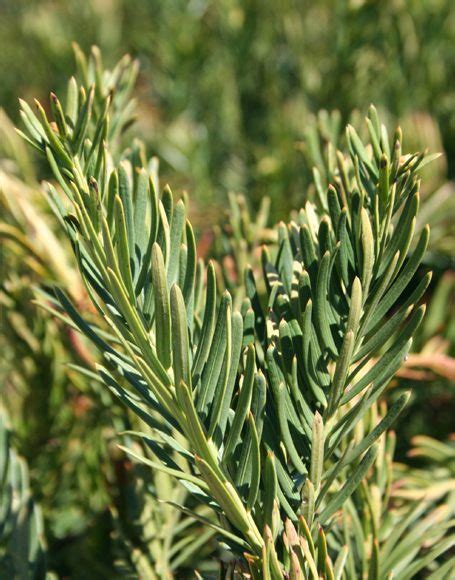 Cephalotaxus harringtonia ‘Duke Gardens’ - Moon Nurseries