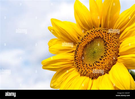 Sunflower nature background Stock Photo - Alamy