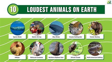 The Top 10 Loudest Animals on Earth (#1 is Amazing) - A-Z Animals