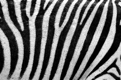 Fur of Tiger, Giraffe and Zebra - publicdomainpictures.net-zebra ...