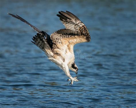 Osprey Diving for a Fish stock photo. Image of osprey - 201507964