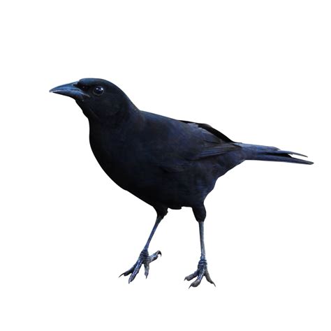 Raven PNG Transparent Images | PNG All