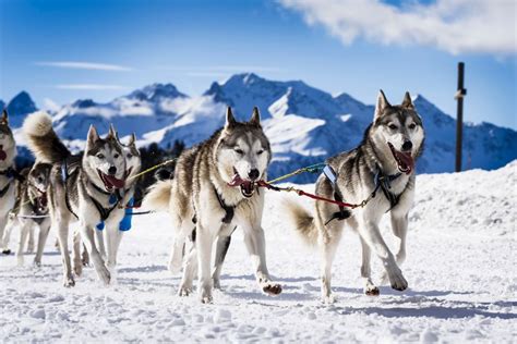 Sled Dog Breeds | The Smart Dog Guide