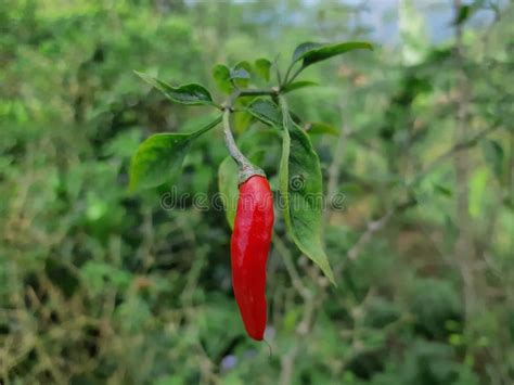 Red chilli - stock photo stock photo. Image of branch - 225422830