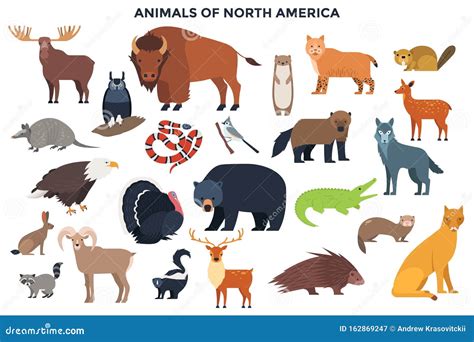 Vector Animals of North America Stock Vector - Illustration of funny ...