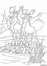 Coloring Page  Brother bear moose On Island Coloringme sketch template