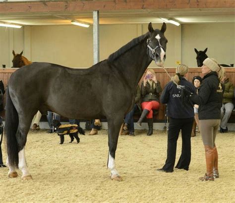 Valegro conformation | Horses, Sport horse, Dressage